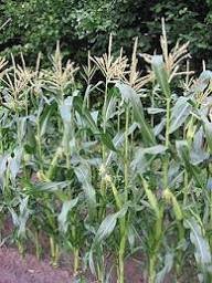 makki- minjar mela chamba